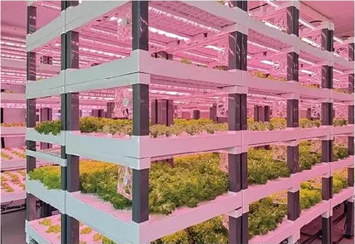 船用步入式植物工廠