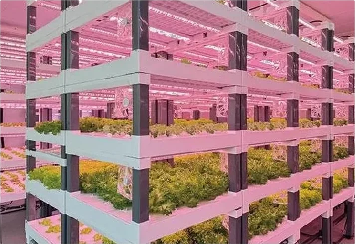 船用步入式植物工廠